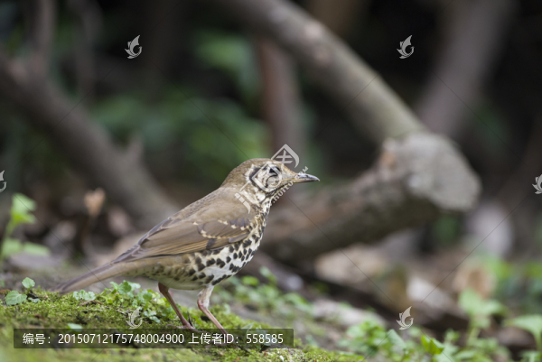 寶興歌鶇,鳥類