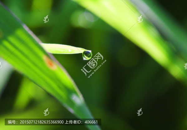 露珠