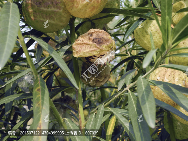 藥用植物釘頭果