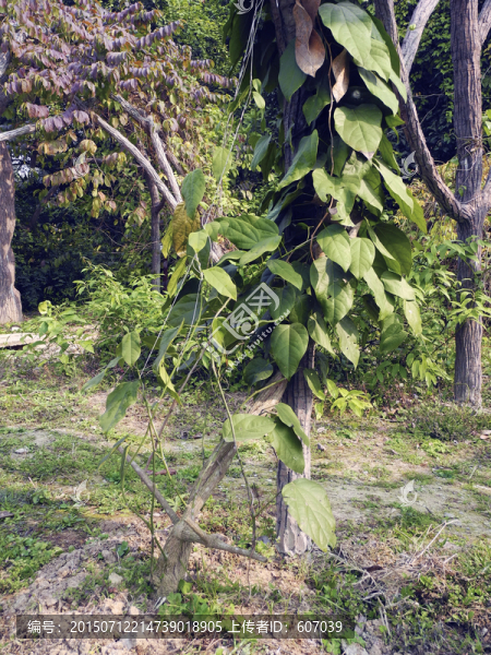 藥用植物天仙藤