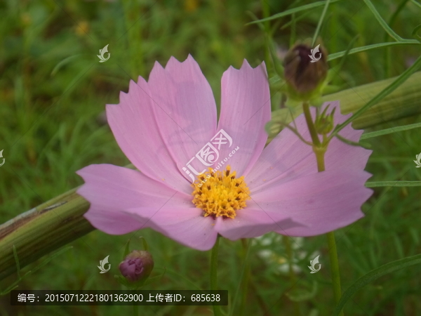 花朵