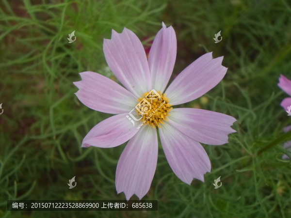 花朵