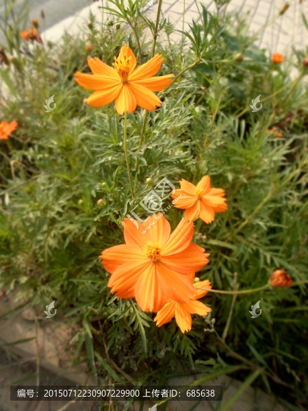 花叢