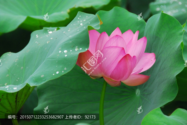 荷花,荷葉