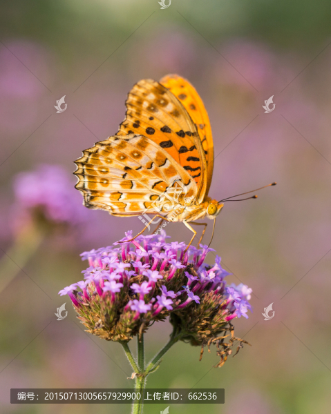 蝶戀花