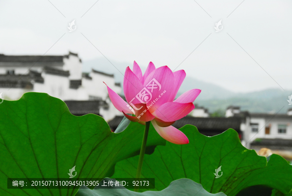 粉墻黛瓦映荷花