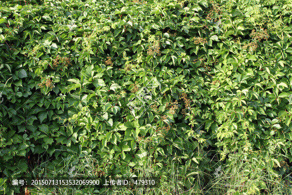 爬山虎,爬墻虎