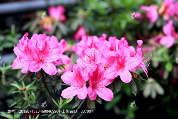 杜鵑花