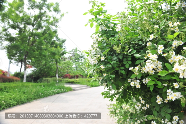 公園風景