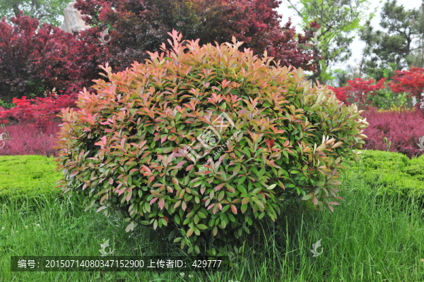 冬青樹