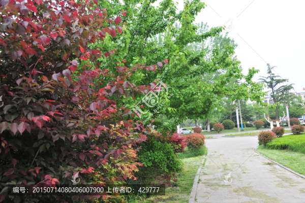 公園風(fēng)景