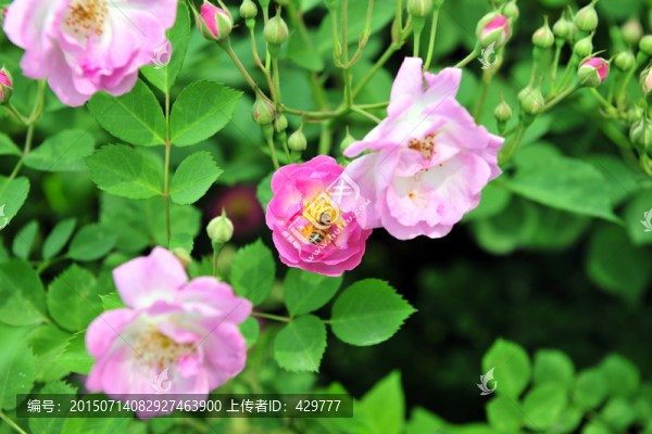 月季花