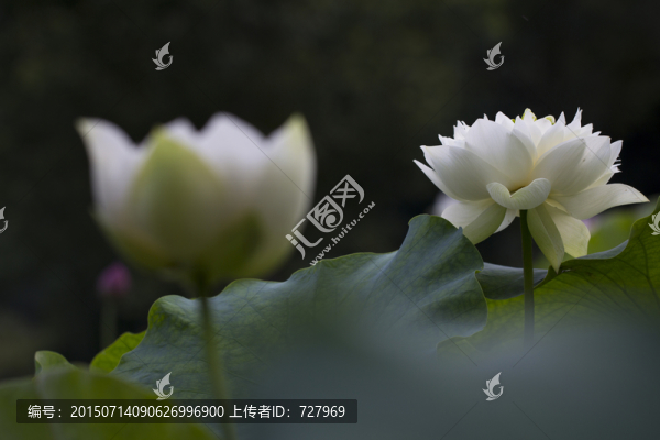 光影荷花