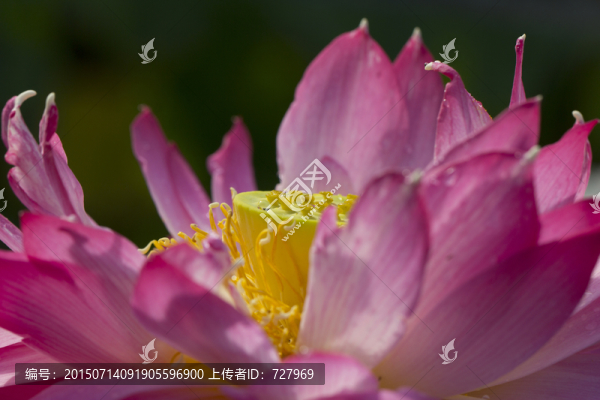 光影荷花