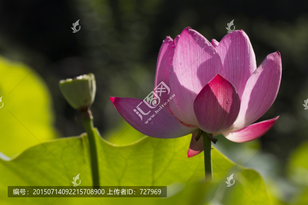 光影荷花