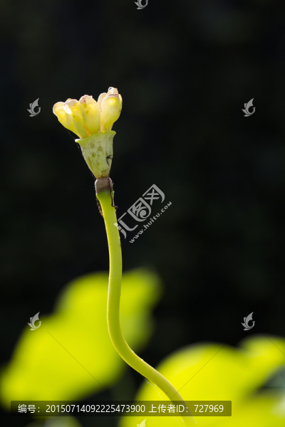 光影荷花