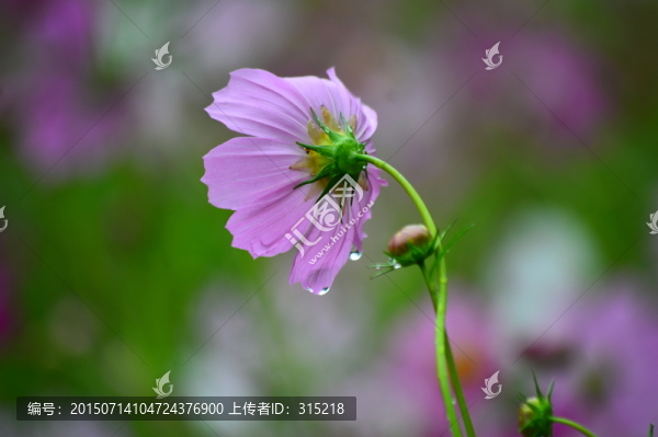 紅花