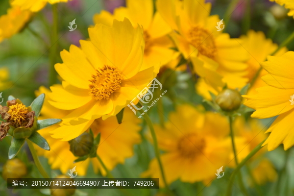 黃色野菊花兒