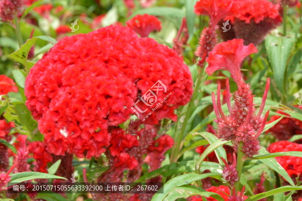 雞冠花