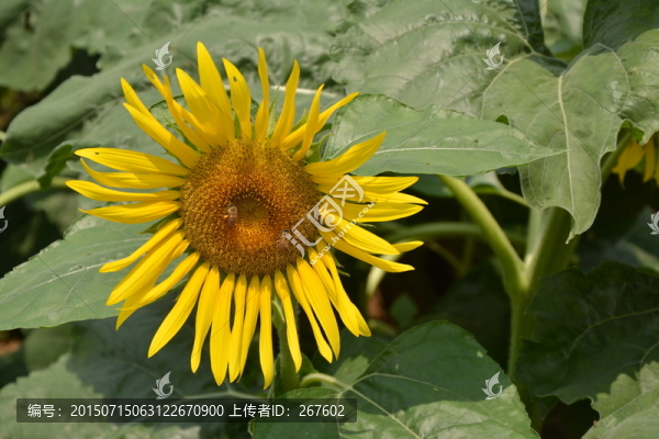 向日葵