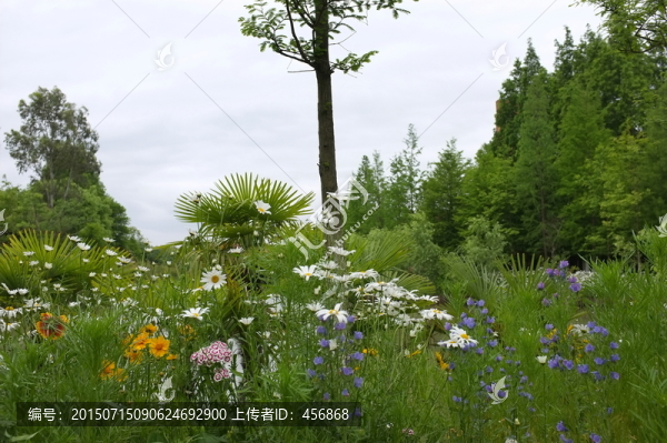 花叢
