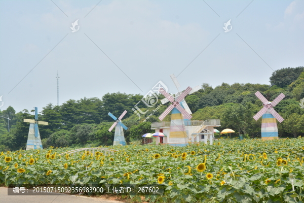 向日葵