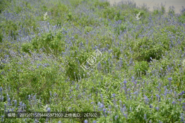 薰衣草