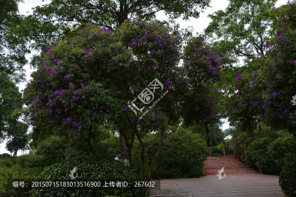 樹林