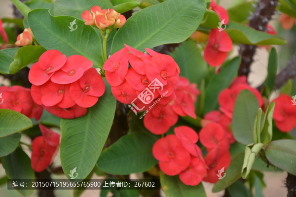 沙漠玫瑰