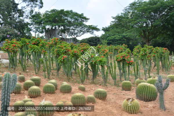 沙漠玫瑰