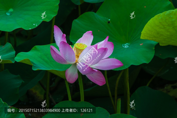 雨荷