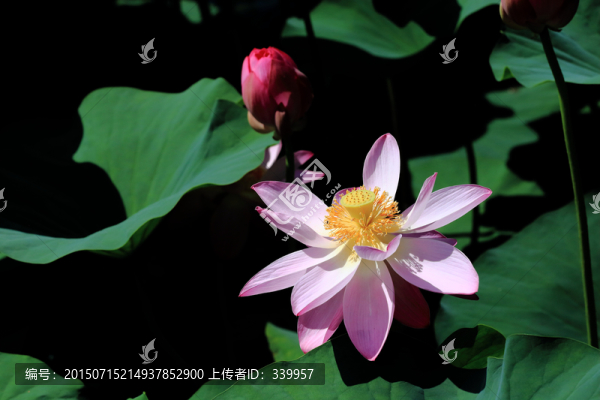 荷花特寫