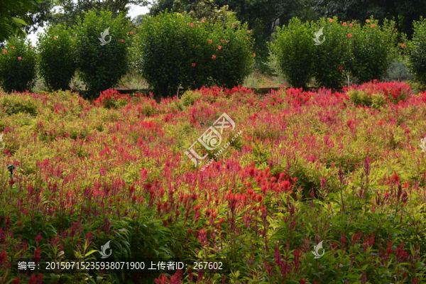 薰衣草