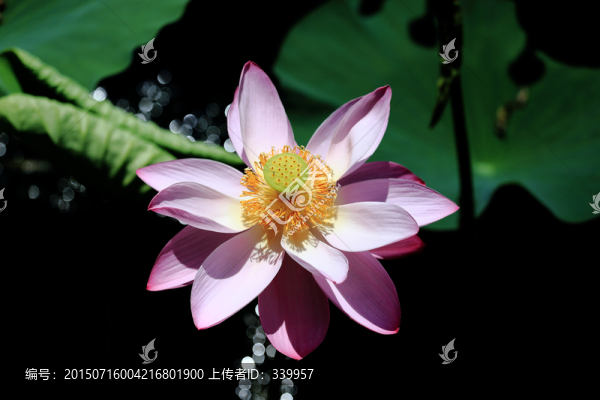 荷花特寫(xiě)
