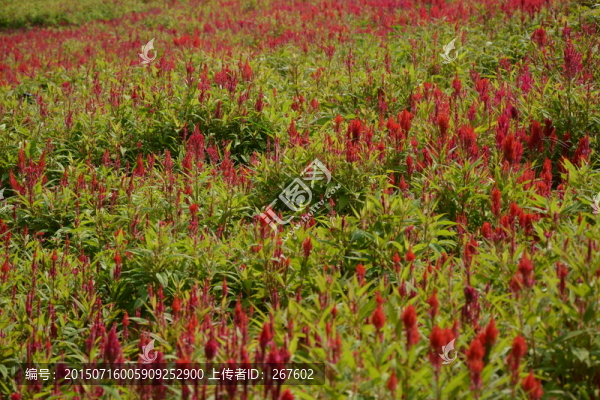 薰衣草