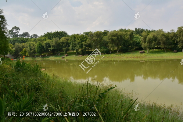 樹(shù)林