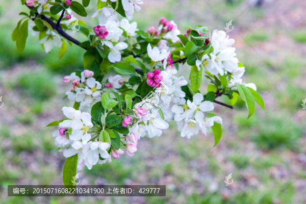 白花,蘋(píng)果花