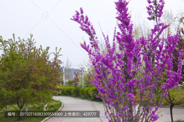 紫荊,公園風景