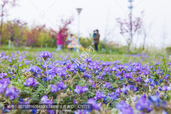 紫色小花