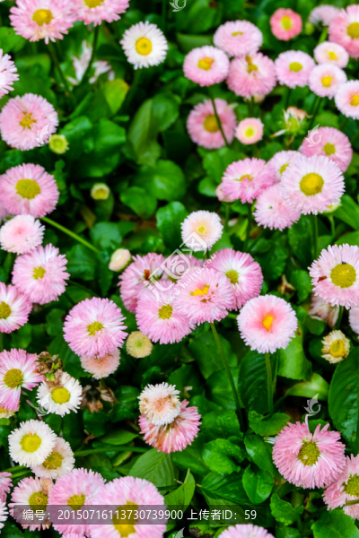 雛菊,馬頭蘭花,菊花
