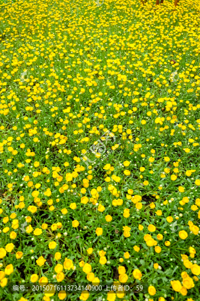 黃晶菊,菊花
