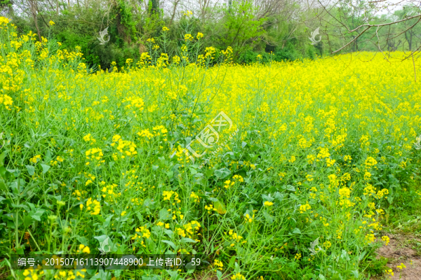 油菜花