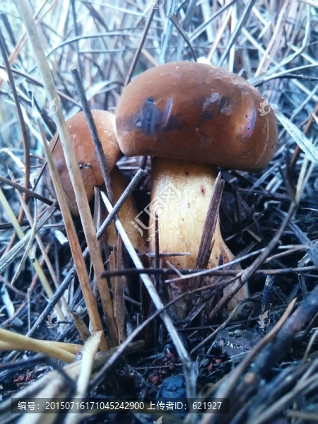 菌類,菌子