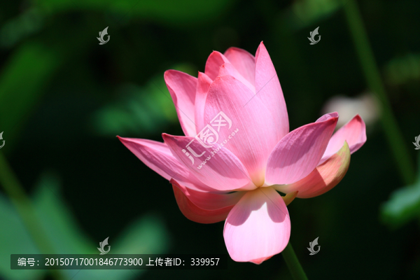 荷花特寫(xiě)