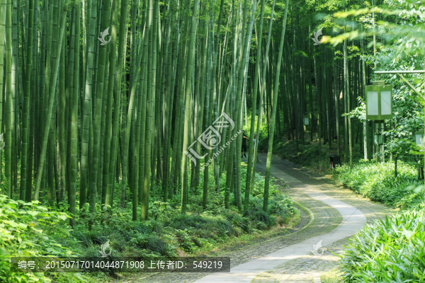 林中小路