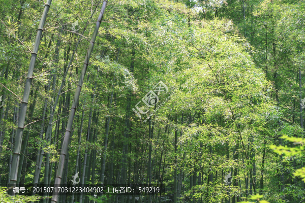 竹林