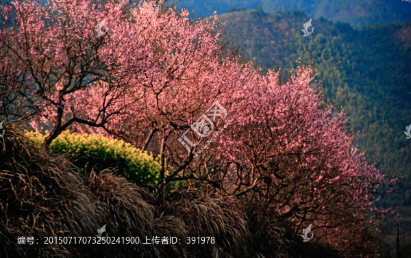 綻放的桃花