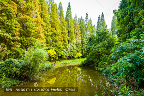 生態(tài)森林