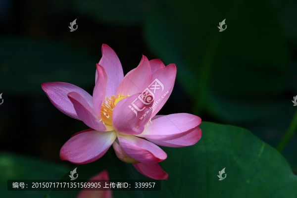 荷花特寫