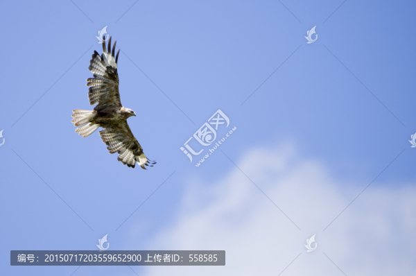 大鵟,飛翔